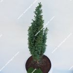 بونسای کاج الودی