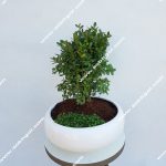 بونسای شمشاد توپی