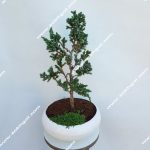 بونسای کاج اطلسی