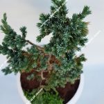 بونسای کاج اطلسی B-037 - تصویر 3