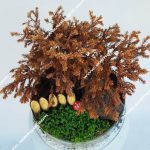 تراریوم ژانویه سرخ