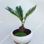 بونسای سیکاس