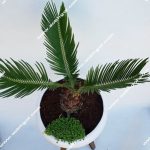 بونسای سیکاس