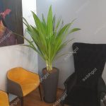 سوسن عنکبوتی