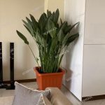 پرنده بهشتی