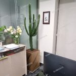 افوربیا اینگنس