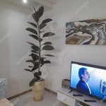 فیکوس بلک