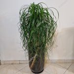 خرید و قیمت لیندا