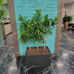 بامبو خاکی