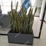 باکس سانسوریا