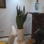 سانسوریا پوست ماری