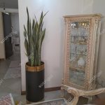 سانسوریا شمشیری ابلق