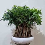 بونسای پیتسپروم