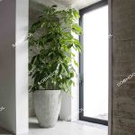 شفلرا آمیت