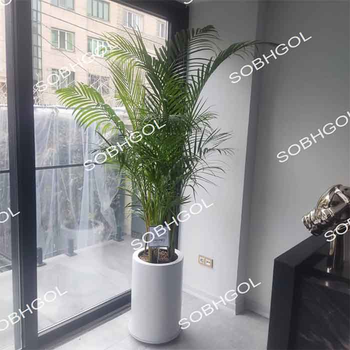 گل اریکا لوکس