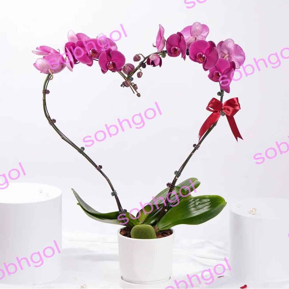 گل ارکیده قلبی