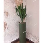 خرید کاکتوس افوربیا