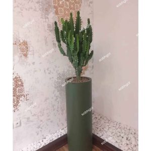 خرید کاکتوس افوربیا