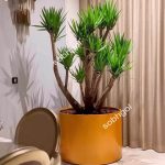 خرید یوکا چند شاخه