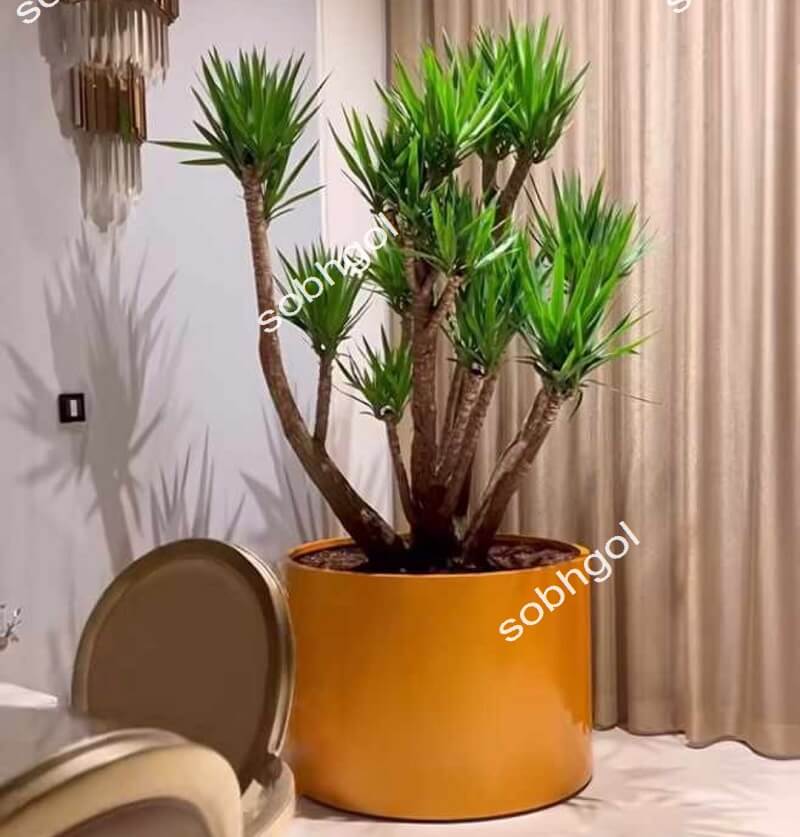 خرید یوکا چند شاخه