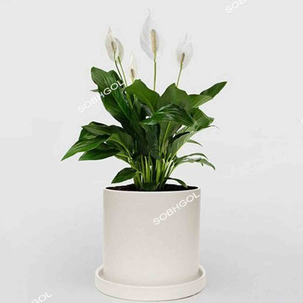خرید اسپاتی