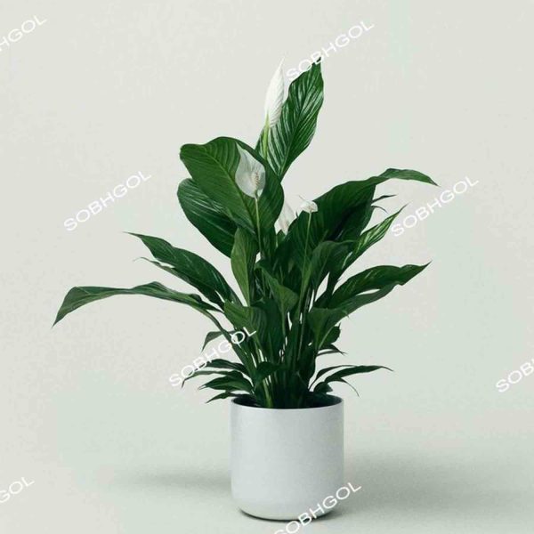 خرید گل اسپاتی