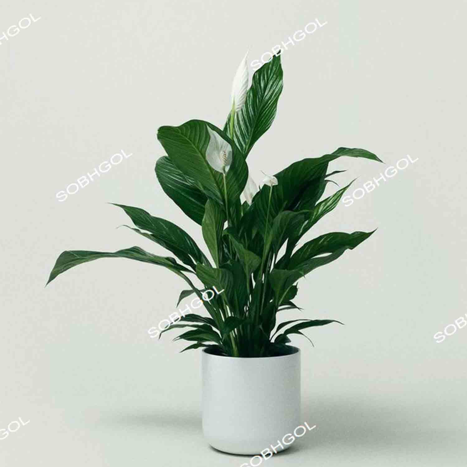 خرید گل اسپاتی