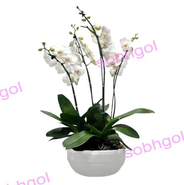 خرید گل ارکیده