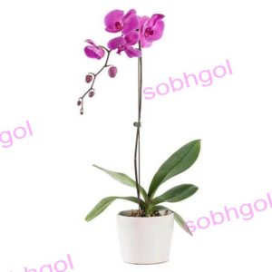 خرید گل ارکیده
