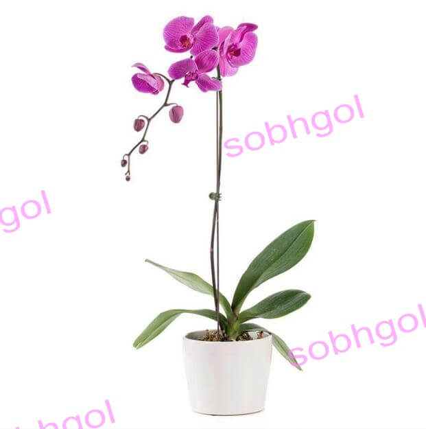 گل ارکیده تک شاخه ORK17