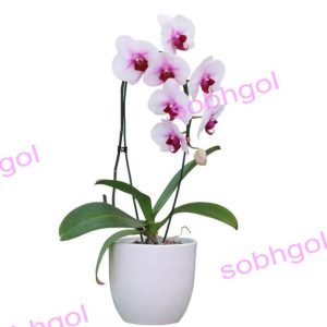 خرید ارکیده