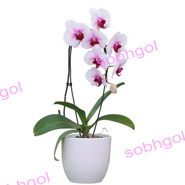 گل ارکیده تک شاخه ORK16