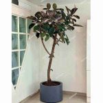 گل فروشی آنلاین