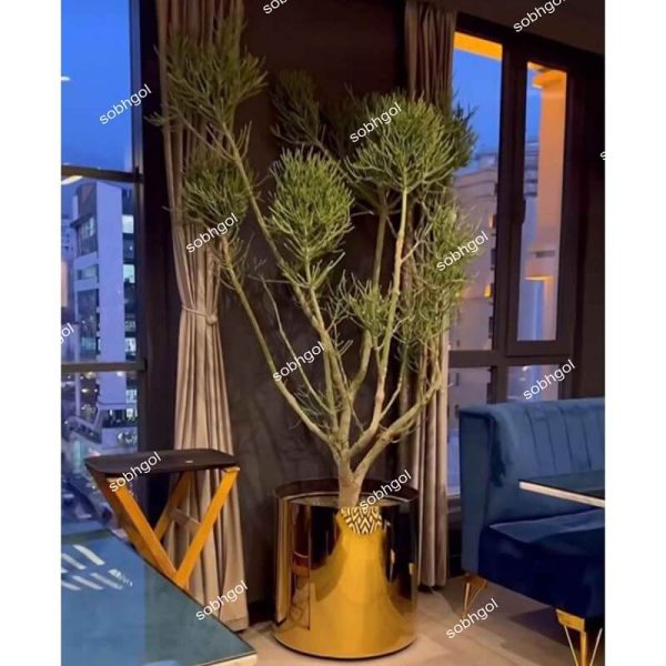 خرید افوربیا تیروکالی