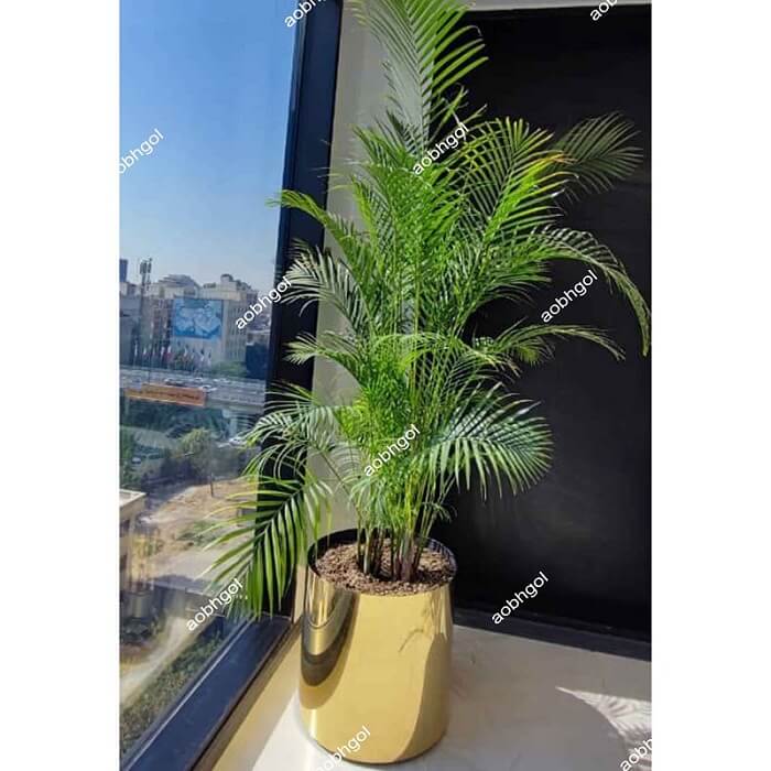 sobhgolplants (10) خرید گلدان لوکس
