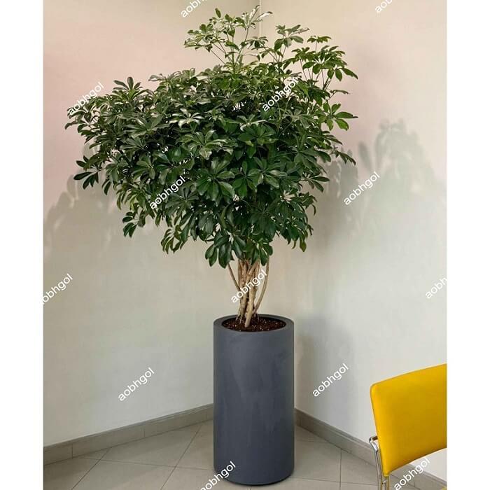 خرید گلدان لوکس
