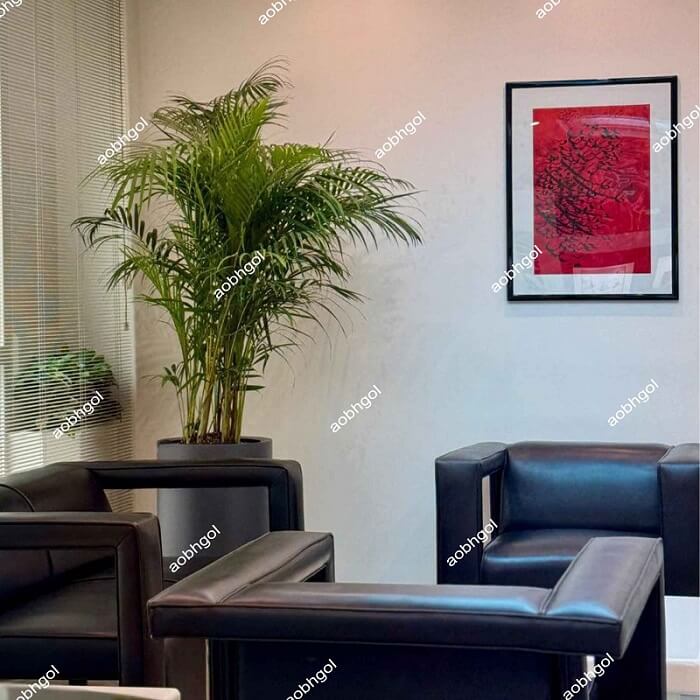 sobhgolplants (14) خرید اریکا