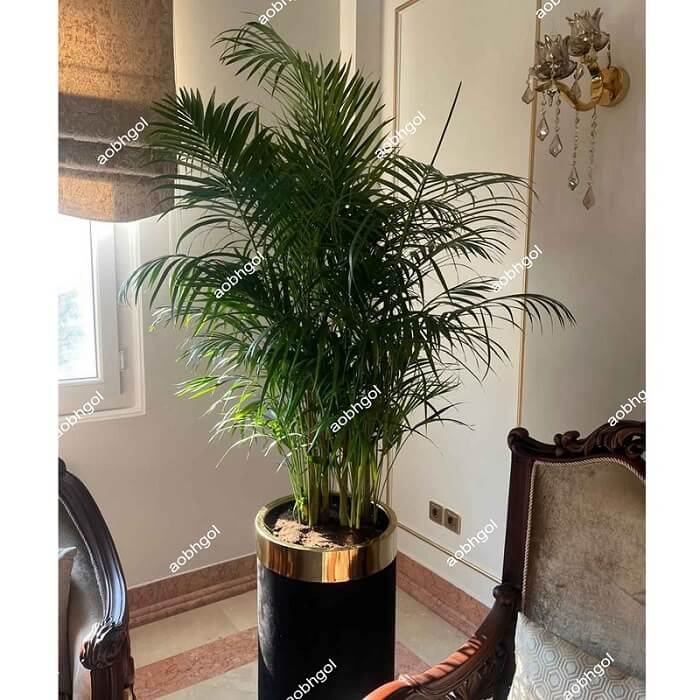 sobhgolplants (6) خرید گل لوکس اریکا