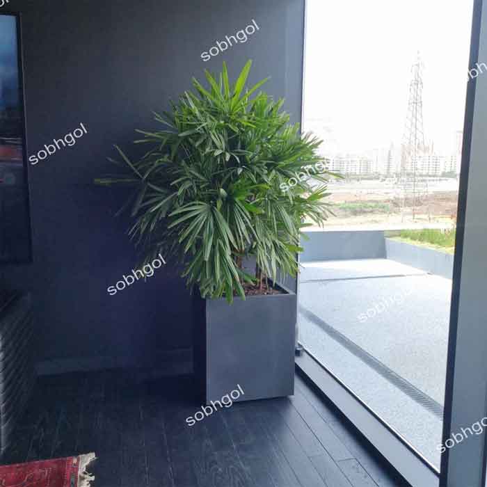 گلدان لیدی پالم بزرگ