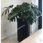 برگ انجیری مونسترا