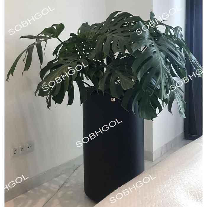 برگ انجیری مونسترا