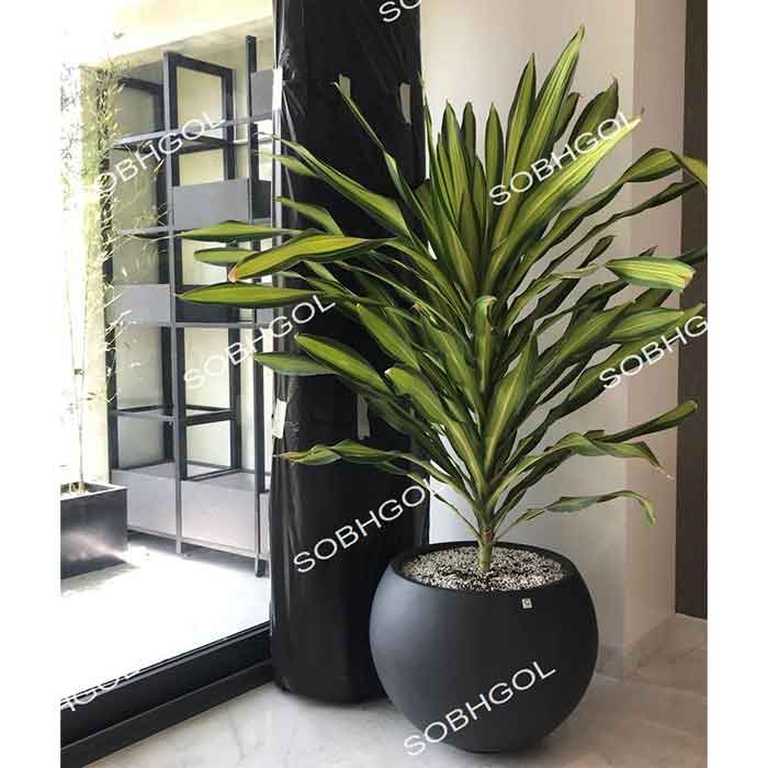 Untitled-13 بلالی تایلندی