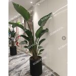 گل نیکولای سه بوته