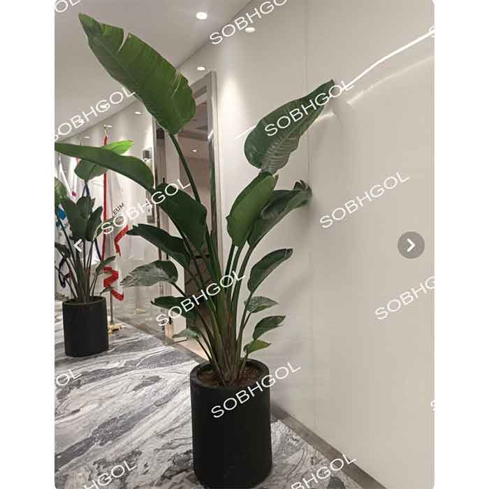 گل نیکولای سه بوته