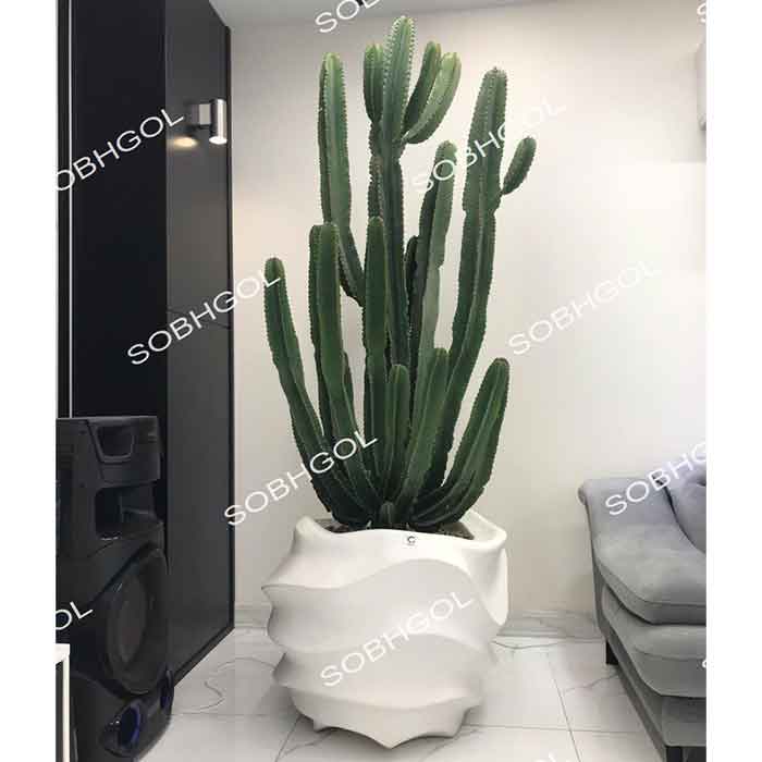 کاکتوس بزرگ