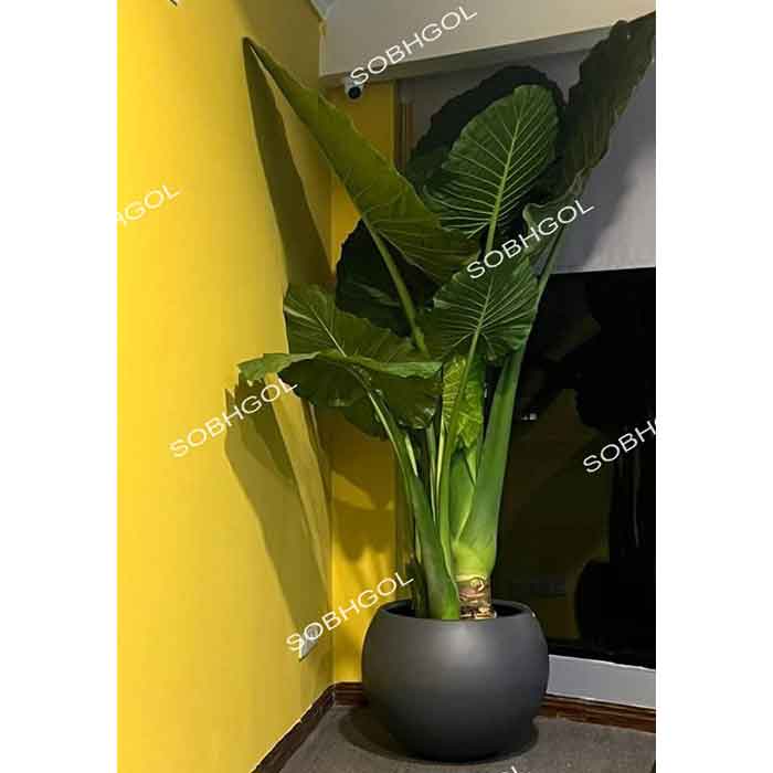 بابا آدم بزرگ