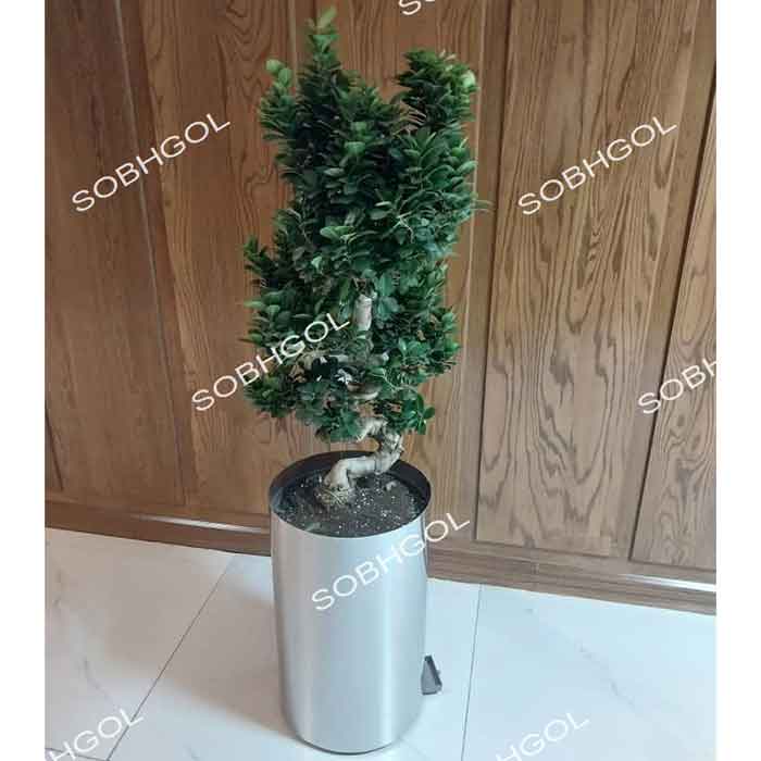 بونسای طرح اس