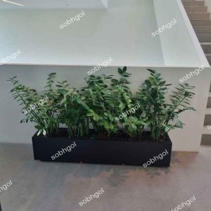 باکس زاموفیلیا