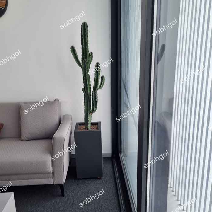 گلدان اداری افوربیا