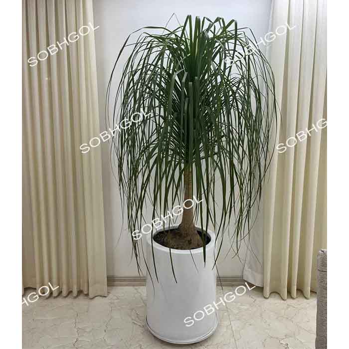 گل لیندا شکیل